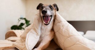 5 dicas para garantir o conforto e a saúde de cães e gatos nos dias frios