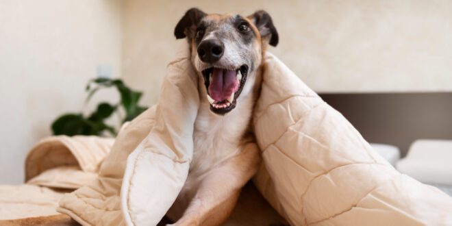 5 dicas para garantir o conforto e a saúde de cães e gatos nos dias frios