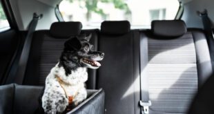 Uber ajuda pets adotados a chegarem ao novo lar em parceria com a Prefeitura do Recife