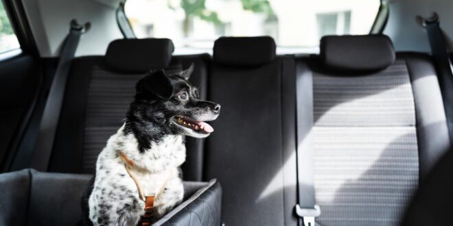 Uber ajuda pets adotados a chegarem ao novo lar em parceria com a Prefeitura do Recife