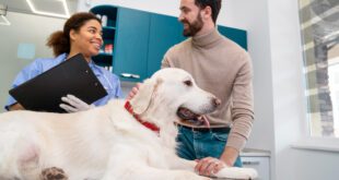 Florianópolis terá em breve o primeiro hospital veterinário público de SC