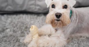 Lágrima ácida em pets vai muito além de uma alteração estética