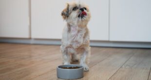 Estudo revela que obesidade em cães não se resume à comida