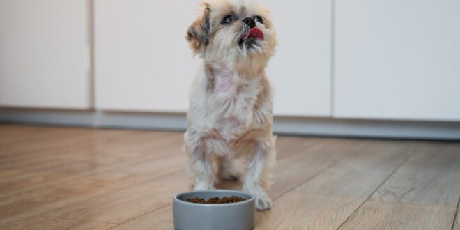 Estudo revela que obesidade em cães não se resume à comida