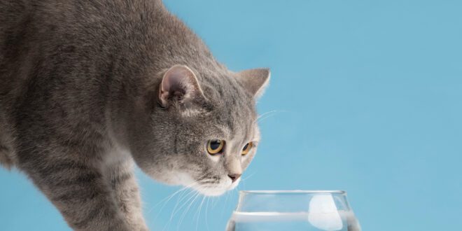 Desidratação em gatos é um problema sério que tem prevenção