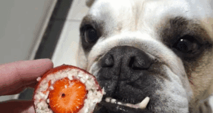 Confeitaria cria morango do ‘AUmor’ para cães