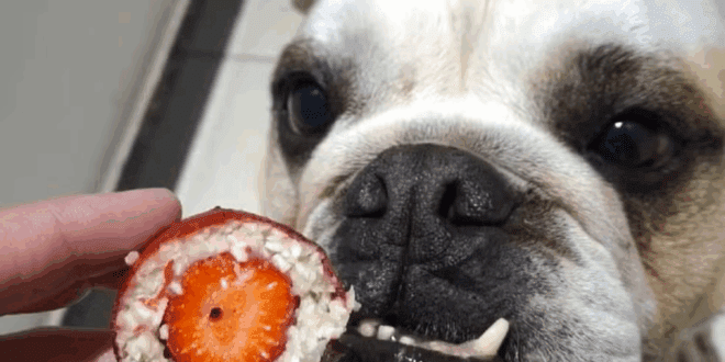 Confeitaria cria morango do ‘AUmor’ para cães