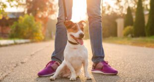 Creches para cães podem ajudar a promover bem-estar a responsáveis e seus pets