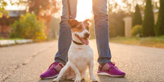 Creches para cães podem ajudar a promover bem-estar a responsáveis e seus pets