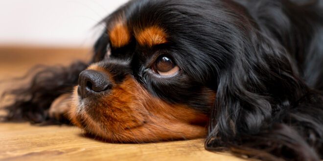 Doença Valvar Mitral em Cães: o que a clínica precisa saber?