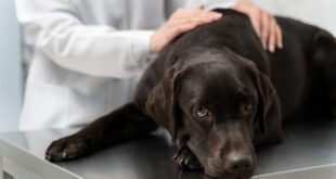 A ciência da dor: da percepção à conduta clínica em pequenos animais