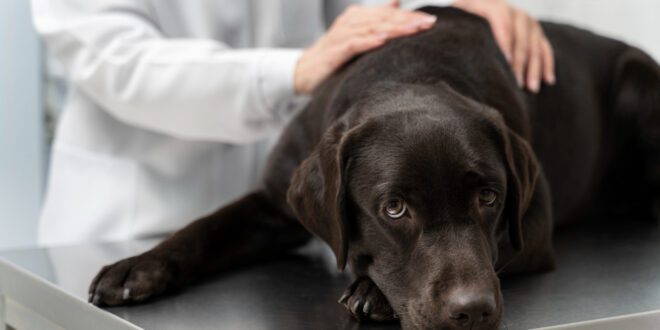 A ciência da dor: da percepção à conduta clínica em pequenos animais