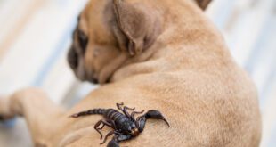 Escorpiões representam risco aos pets e pedem intervenção veterinária rápida