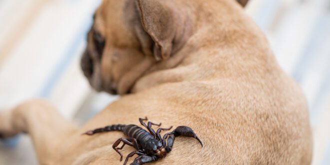 Escorpiões representam risco aos pets e pedem intervenção veterinária rápida