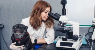 Petgenoma alia ciência e genética no cuidado com os animais de estimação