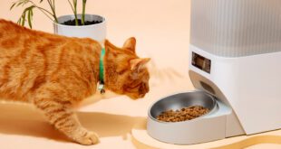 Gastrointestinal ou Hipoalergênico: como escolher a dieta para gatos com enteropatia crônica