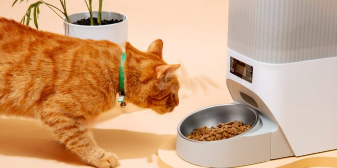 Gastrointestinal ou Hipoalergênico: como escolher a dieta para gatos com enteropatia crônica