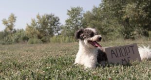 Adoção responsável: o que considerar antes de levar um pet para casa