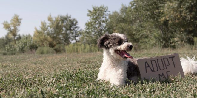 Adoção responsável: o que considerar antes de levar um pet para casa