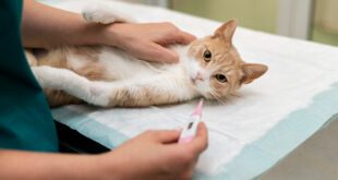 Medicina preventiva é essencial para manter o bem-estar e a longevidade do felino