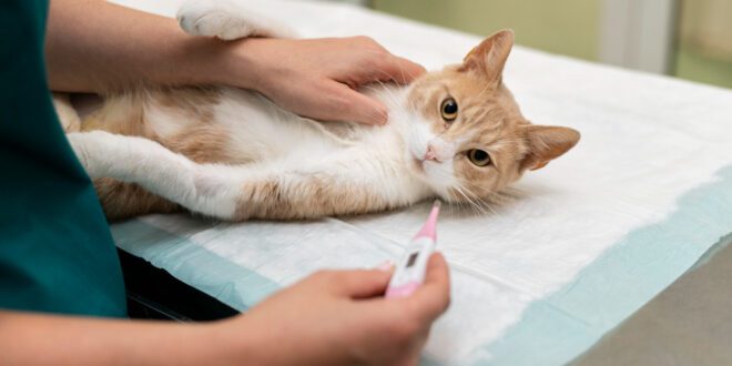 Medicina preventiva é essencial para manter o bem-estar e a longevidade do felino