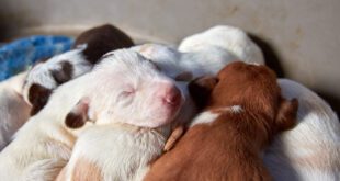 Imunoterapia com plasma fresco congelado é alternativa de tratamento para sepse neonatal em cães