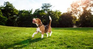 Dia Mundial do Cachorro: A-B-C e Z do melhor amigo do homem