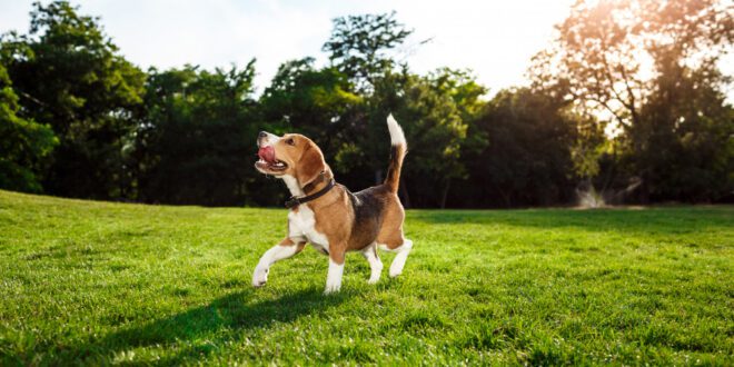 Dia Mundial do Cachorro: A-B-C e Z do melhor amigo do homem