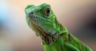 Animais exóticos e silvestres: o fascínio perigoso do inusitado
