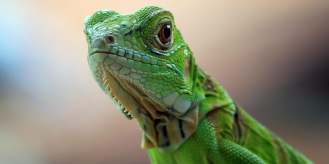 Animais exóticos e silvestres: o fascínio perigoso do inusitado
