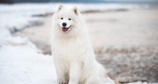 Quais são as raças de cães mais caras do mundo?
