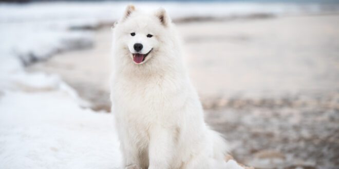 Quais são as raças de cães mais caras do mundo?