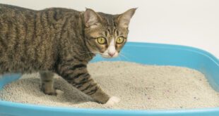 Transplante fecal restaura a saúde intestinal dos Pets
