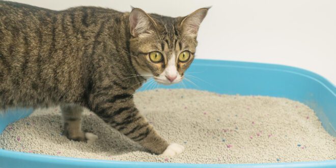 Transplante fecal restaura a saúde intestinal dos Pets