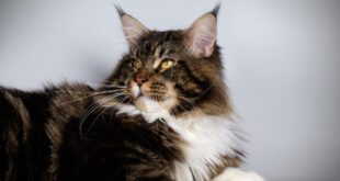 Coração em risco: o que saber sobre a cardiomiopatia hipertrófica felina