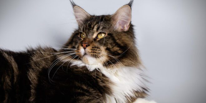 Coração em risco: o que saber sobre a cardiomiopatia hipertrófica felina