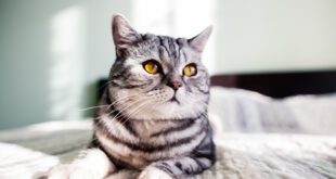 Inscrições abertas para escolher o gato SRD mais bonito do país
