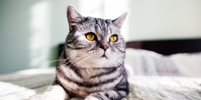 Inscrições abertas para escolher o gato SRD mais bonito do país