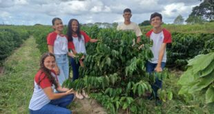 Estudantes de Boa Esperança participam de ação e aprendem sobre etapas do café