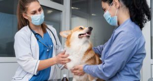 Segurança em primeiro lugar: saiba como evitar acidentes durante os atendimentos veterinários – Portal