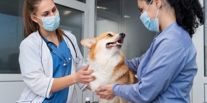 Segurança em primeiro lugar: saiba como evitar acidentes durante os atendimentos veterinários – Portal