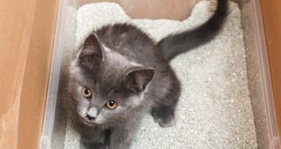 Urolitíase em cães e gatos: quando a dieta resolve e quando a cirurgia é necessária? – Portal Cães e