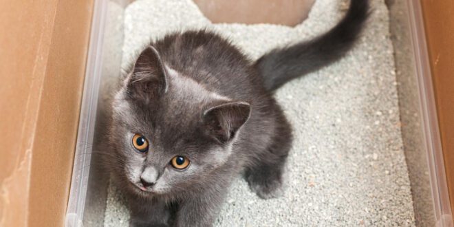 Urolitíase em cães e gatos: quando a dieta resolve e quando a cirurgia é necessária? – Portal Cães e