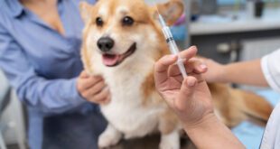 Dia Nacional da Vacinação alerta para a importância da imunização em pets – Portal Cães e Gatos