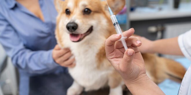 Dia Nacional da Vacinação alerta para a importância da imunização em pets – Portal Cães e Gatos