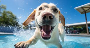 É verdade que todos os pets sabem nadar? Descubra! – Portal Cães e Gatos