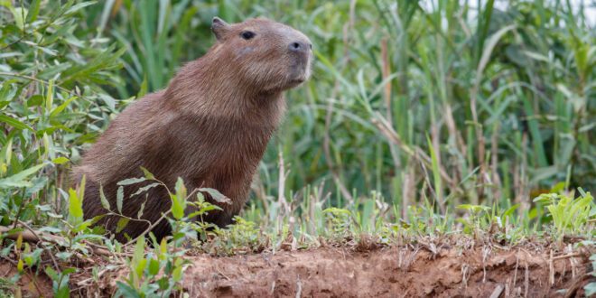 Capivaras: vizinhas simpáticas, mas nada domesticáveis – Portal Cães e Gatos