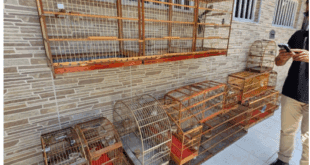 PCES, BPMA e Prefeitura de Vila Velha realizam operação e apreendem aves silvestres mantidas em cativeiro no bairro Santa Mônica