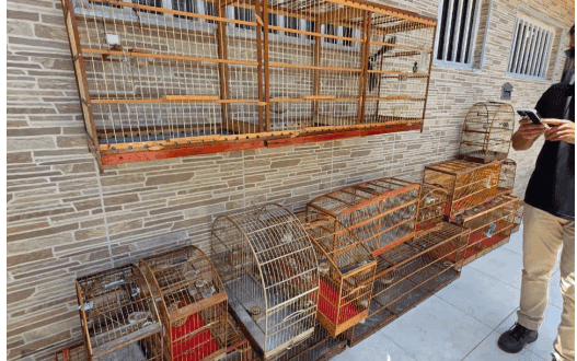 PCES, BPMA e Prefeitura de Vila Velha realizam operação e apreendem aves silvestres mantidas em cativeiro no bairro Santa Mônica