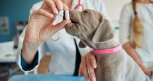 Antibiótico nas diarreias agudas em cães e gatos: vilão ou mocinho? – Portal Cães e Gatos